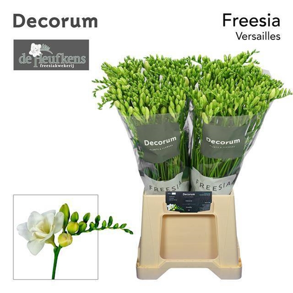 FREESIA BLANC $$$