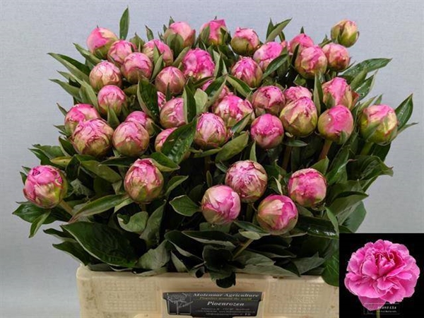 PIVOINE ALEX FLEMMING 55 $$$