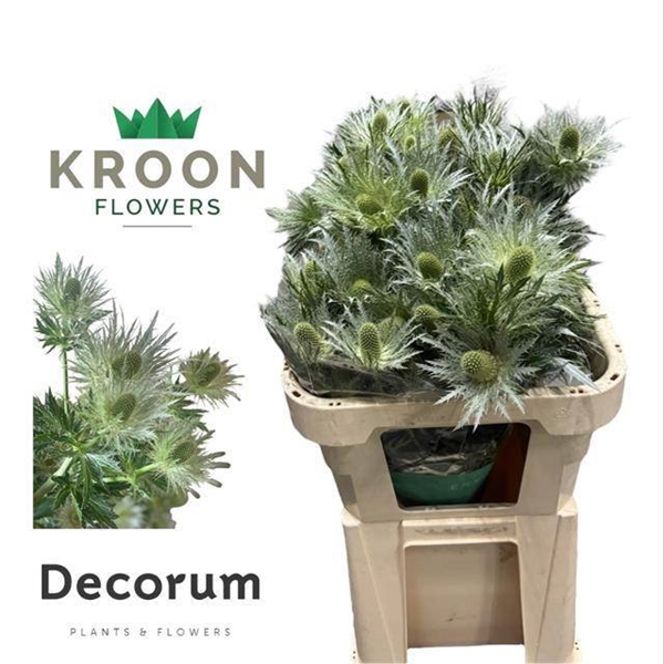 CHARDON LOVELY WHITE VERT 75CM
