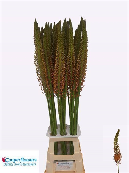 EREMURUS CLEOPATRA 110CM