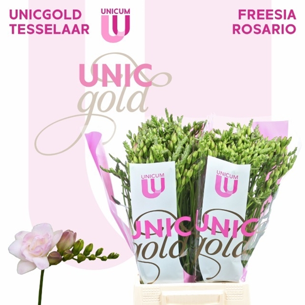 FREESIA ROSE $$$