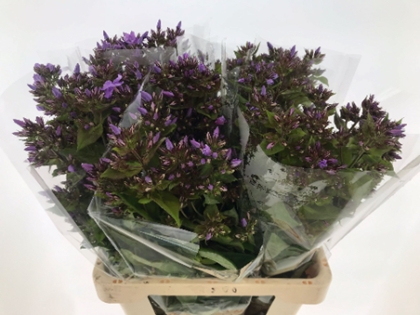 PHLOX BLUE BOY 70CM