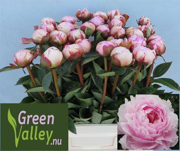 PIVOINE PINK DIAMOND 60CM