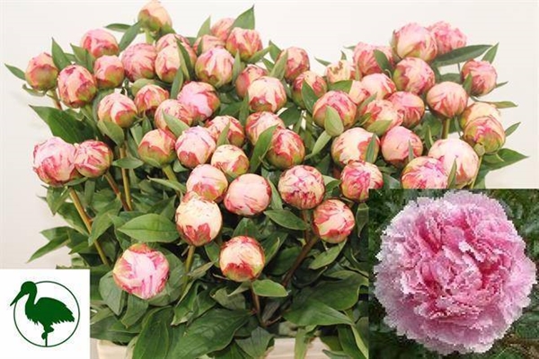PIVOINE SARAH BERNHARDT 55 $$$