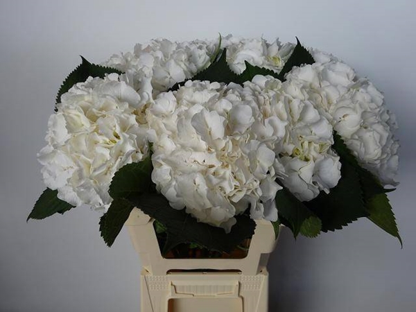 HORT. BLANC 60 $$$