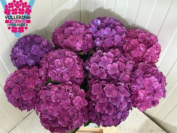 HORT. LILA DOUBLE 60 $$$