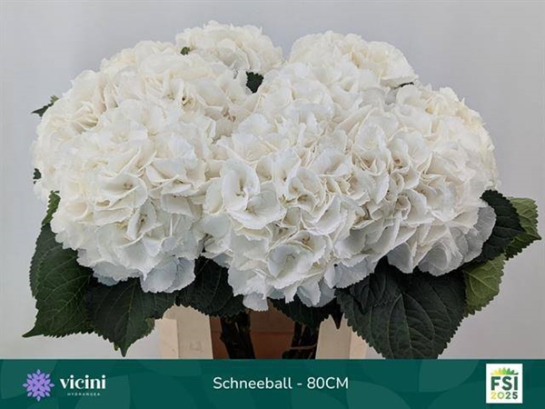 HORT. SCHNEEBALL 80CM