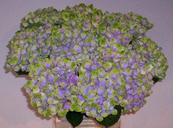 HORT. AMETHYST ROSE 60 $$$