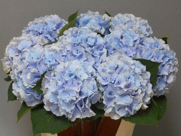 HORT. VERENA BLEU 60 $$$