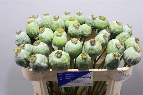 PAPAVER SOM ZAADDOZEN 65CM