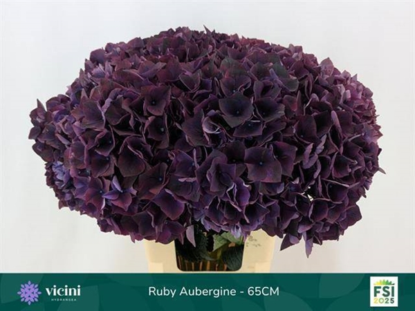 HORT. AUBERGINE 60 $$$