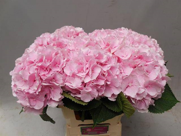 HORT. VERENA ROSE 60 $$$
