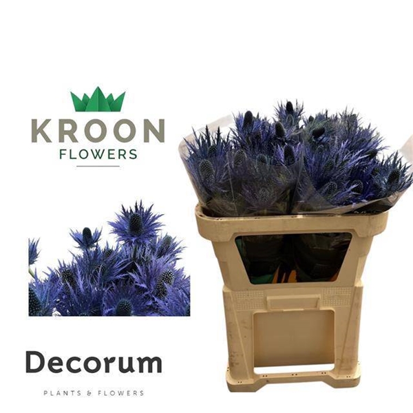CHARDON DONARD VARIETY 75CM