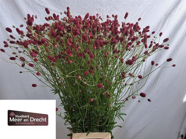 SANGUISORBA ARNHEM 100CM
