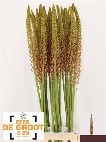 EREMURUS CLEOPATRA 125CM