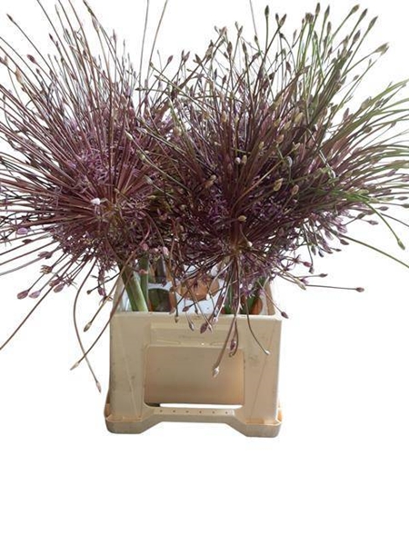 ALLIUM SCHUBERTII 55CM