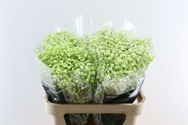 GYPSO KLEURBEHANDE 80CM