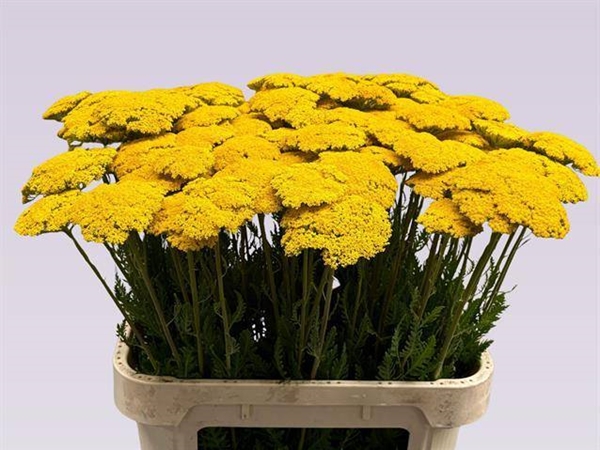 ACHILLE PARKERS VARIETY 80CM
