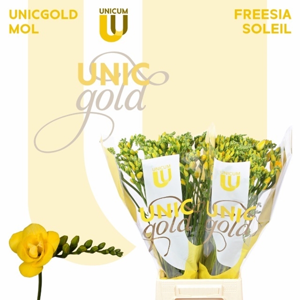 FREESIA JAUNE $$$