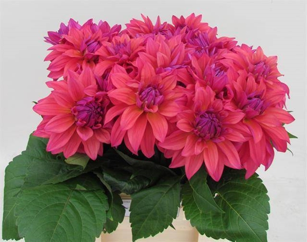 DAHLIA FELINE YVONNE 60CM