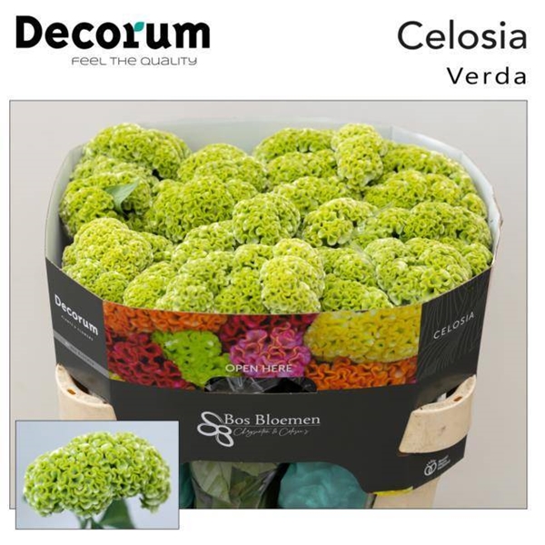 CELOSIE ACT VERDA 72CM