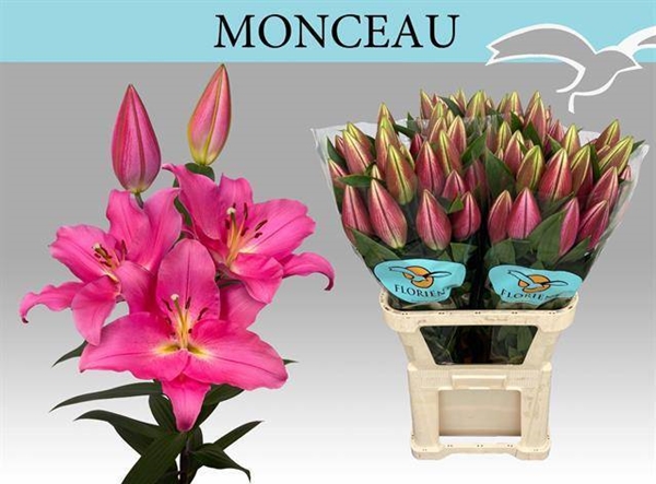 LYS OR MONCEAU 21FL 80CM 3 F+