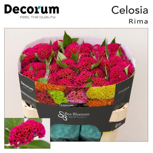 CELOSIE ACT RIMA 72CM