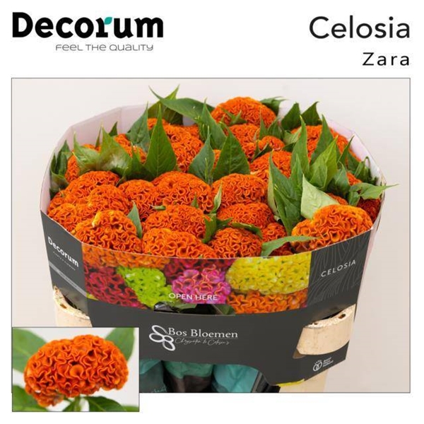 CELOSIE ACT ZARA 72CM