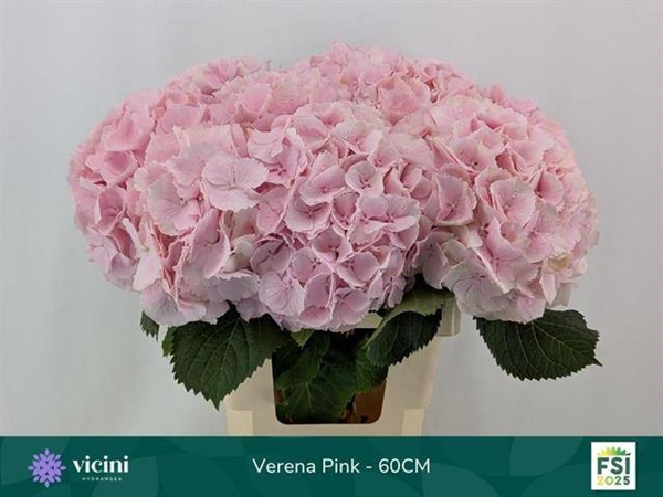HORT. VERENA ROSE 60 $$$