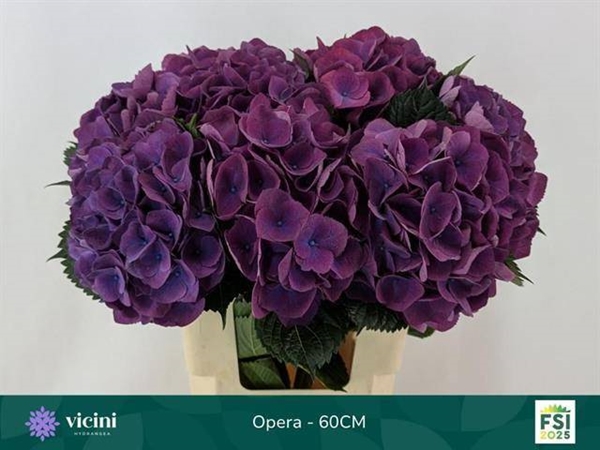 HORT. LILA DOUBLE 60 $$$