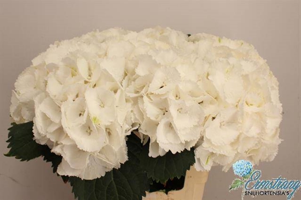 HORT. BLANC 60 $$$