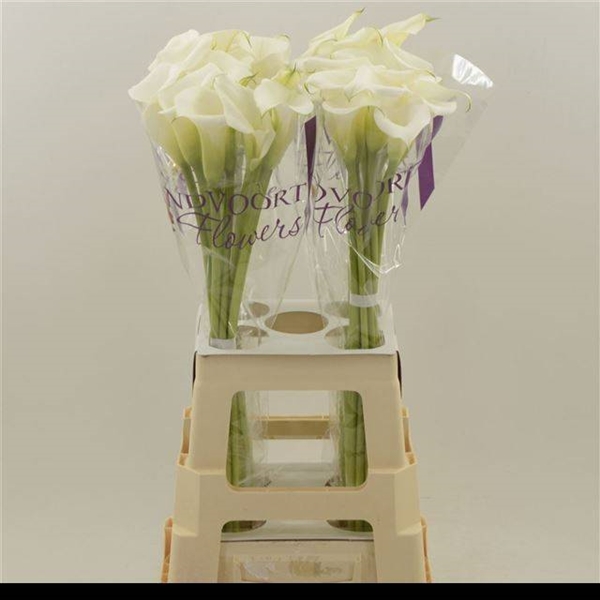 CALLA WHITE ART 70CM