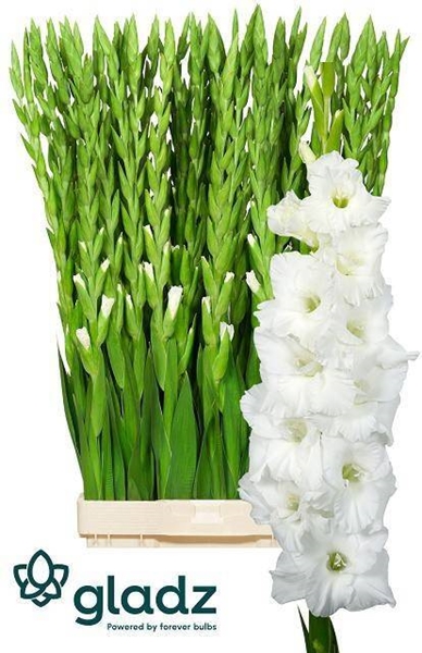 GLAIEUL ESSENTIAL 115CM