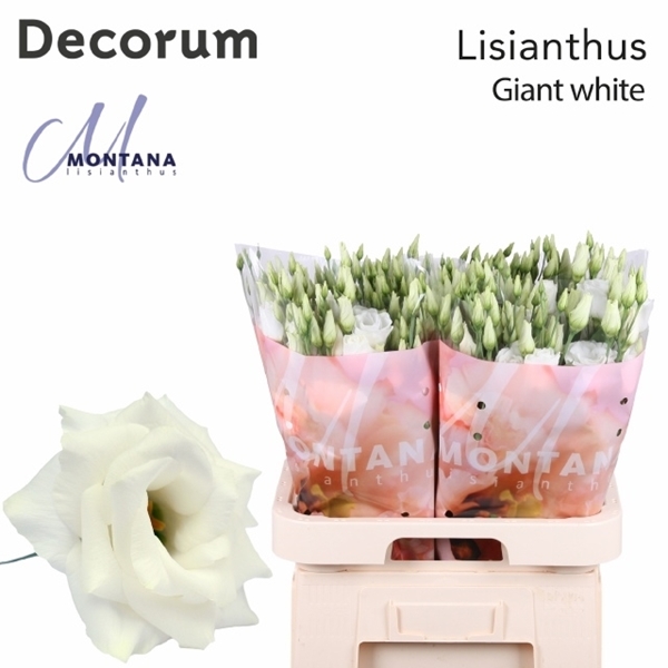 LISIANTHUS ARENA GIANT WHITE 70CM