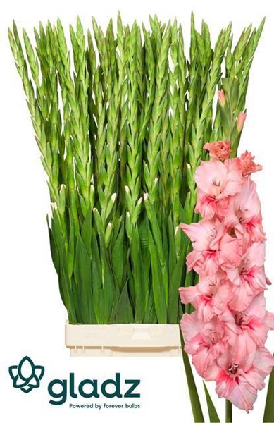 GLAIEUL ADRENALINE 120CM