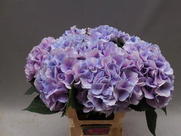 HORT. ARSEPEIN BLEU 60CM
