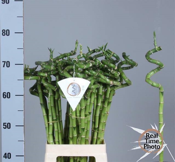 LUCKY BAMBOO SPIREEAAL 70CM