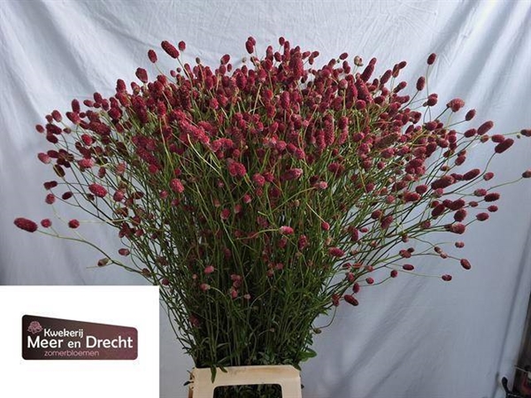 SANGUISORBA ARNHEM 100CM