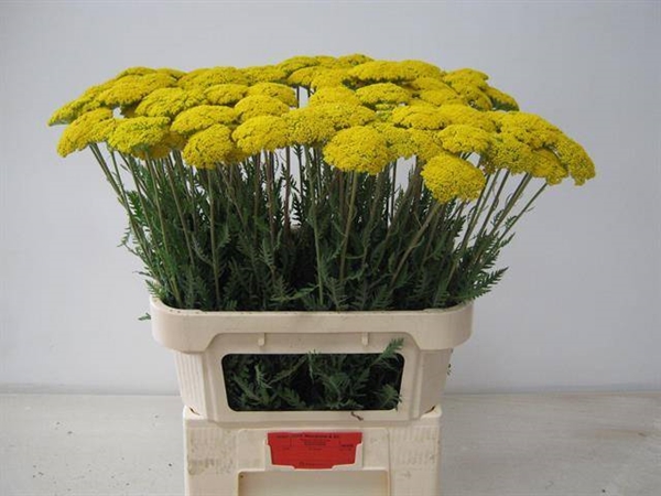 ACHILLE PARKERS VARIETY 80CM