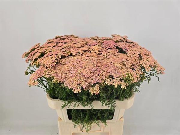 ACHILLE CLEOPATRA 75CM