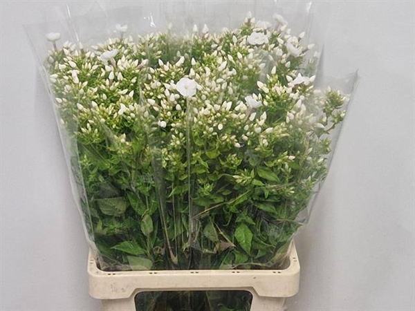 PHLOX DANIELLE 65CM