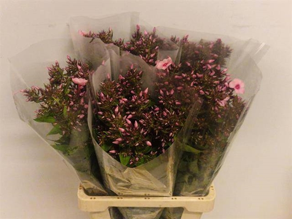 PHLOX SWEET LEXY 70CM