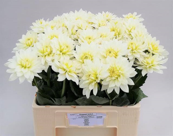 DAHLIA MAARTEN ZWAAN 60CM