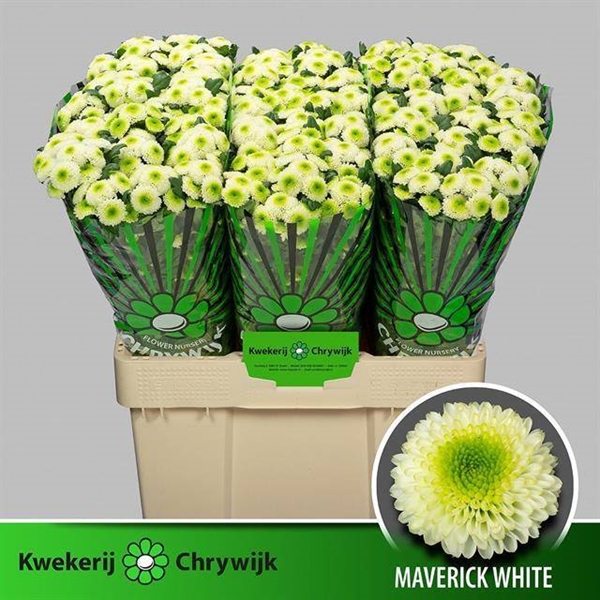 CHRYS. SANTINI MAVERICK 55CM