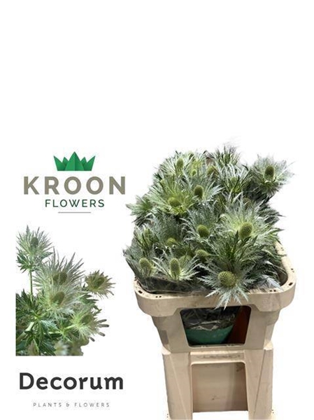 CHARDON LOVELY WHITE VERT 75CM