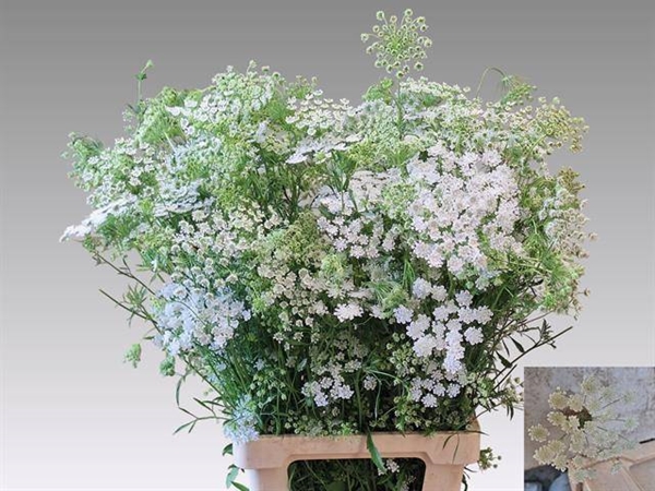 DILLE MAJUS BLANC 75CM