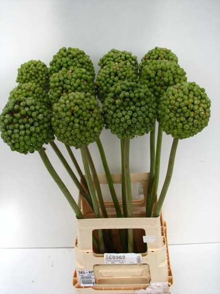 ALLIUM VERT CRAZE 90CM