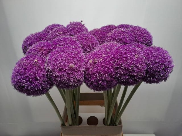 ALLIUM GIGANTEUM 100CM