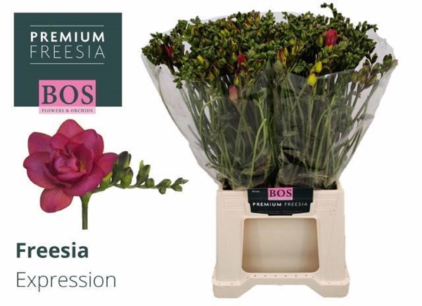 FREESIA CERISE $$$