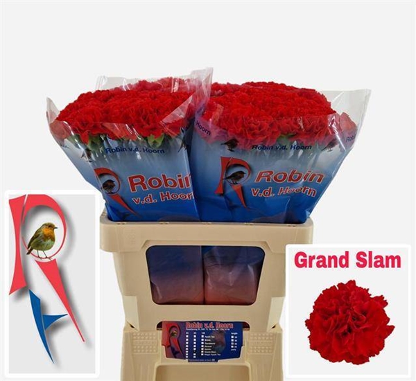 OEILLET GRAND SLAM 60CM